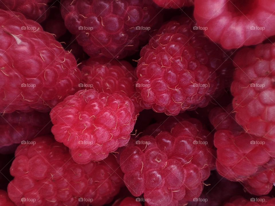 Macro photo of raspberries growing in the garden