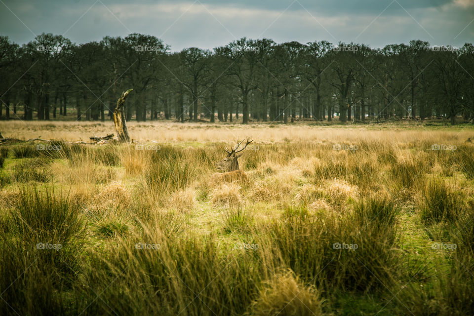 A beautiful deer in the park. Richmond park in London. Sweet animal portrait.