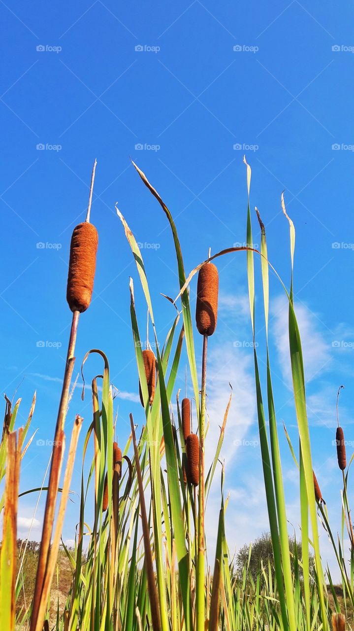 Beautiful water flowers