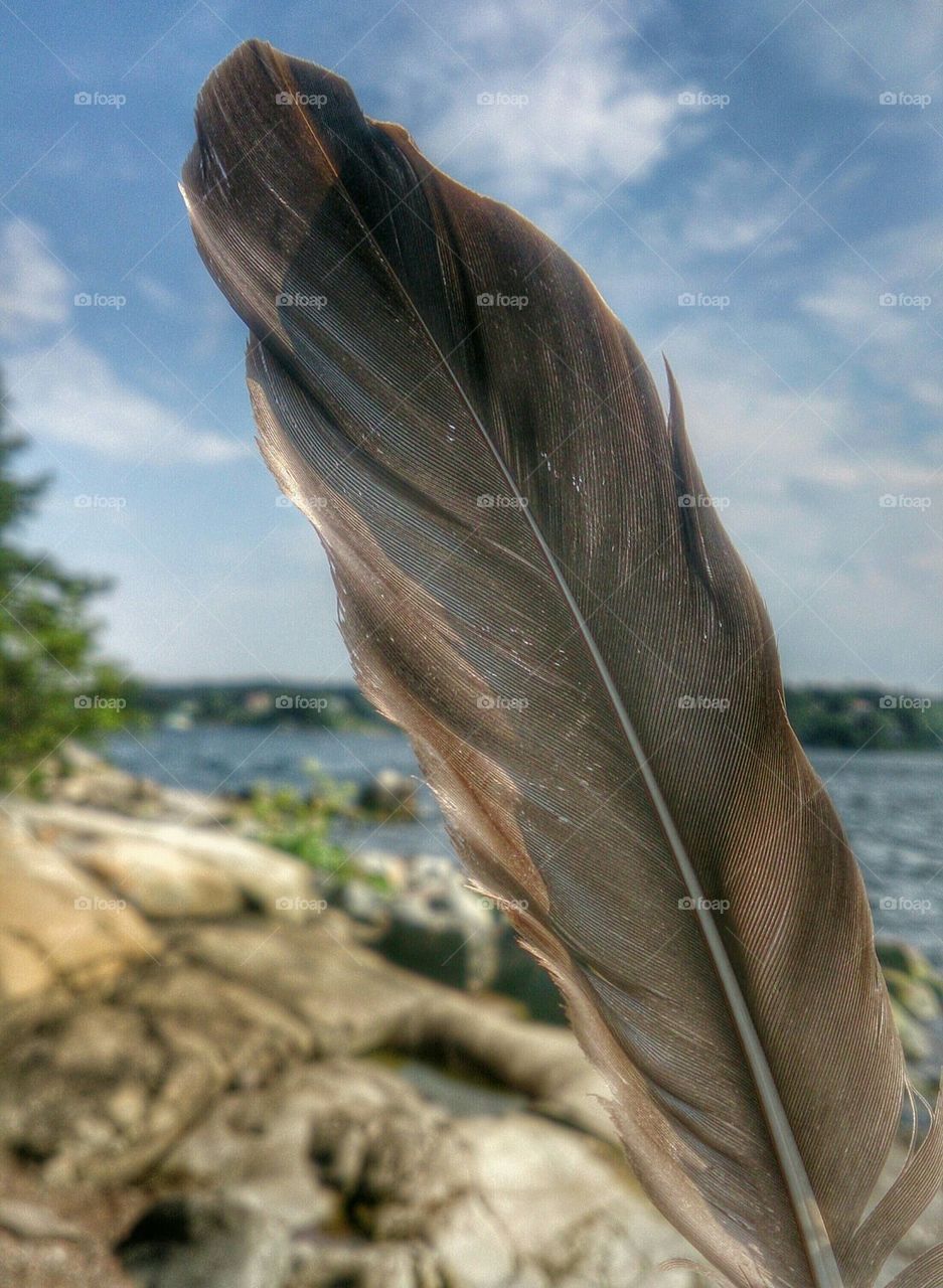 Feather by the sea 