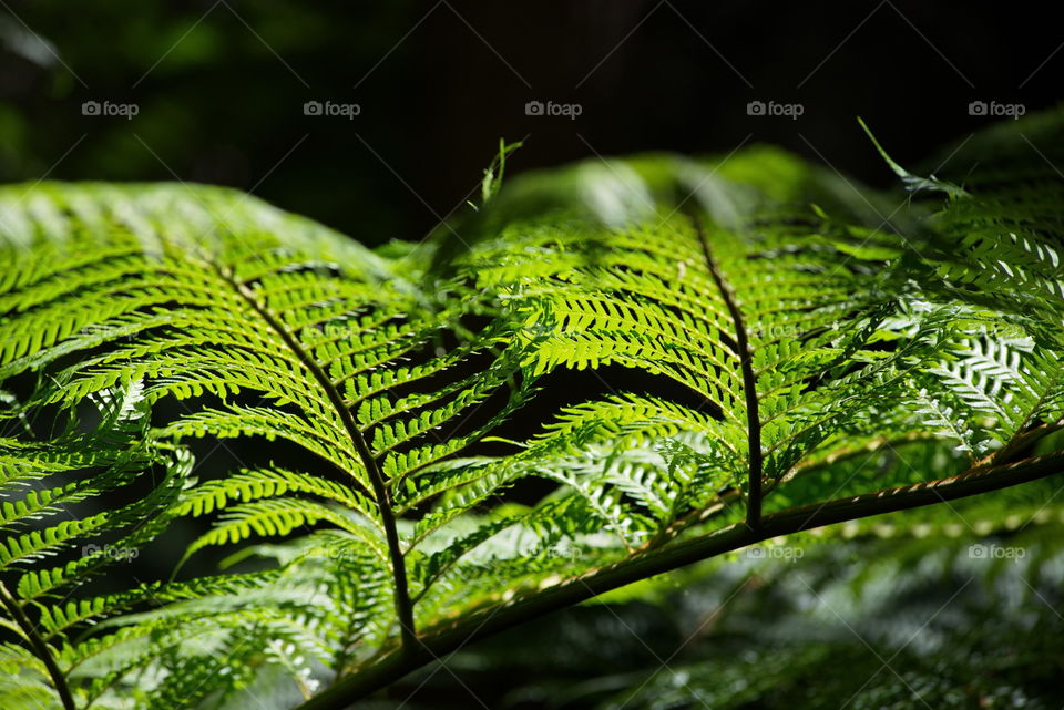 Green tree branch