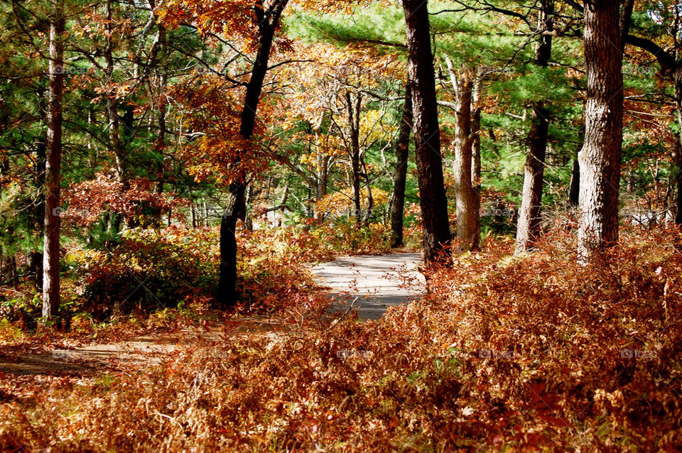 outdoors tree trees leaves by refocusphoto