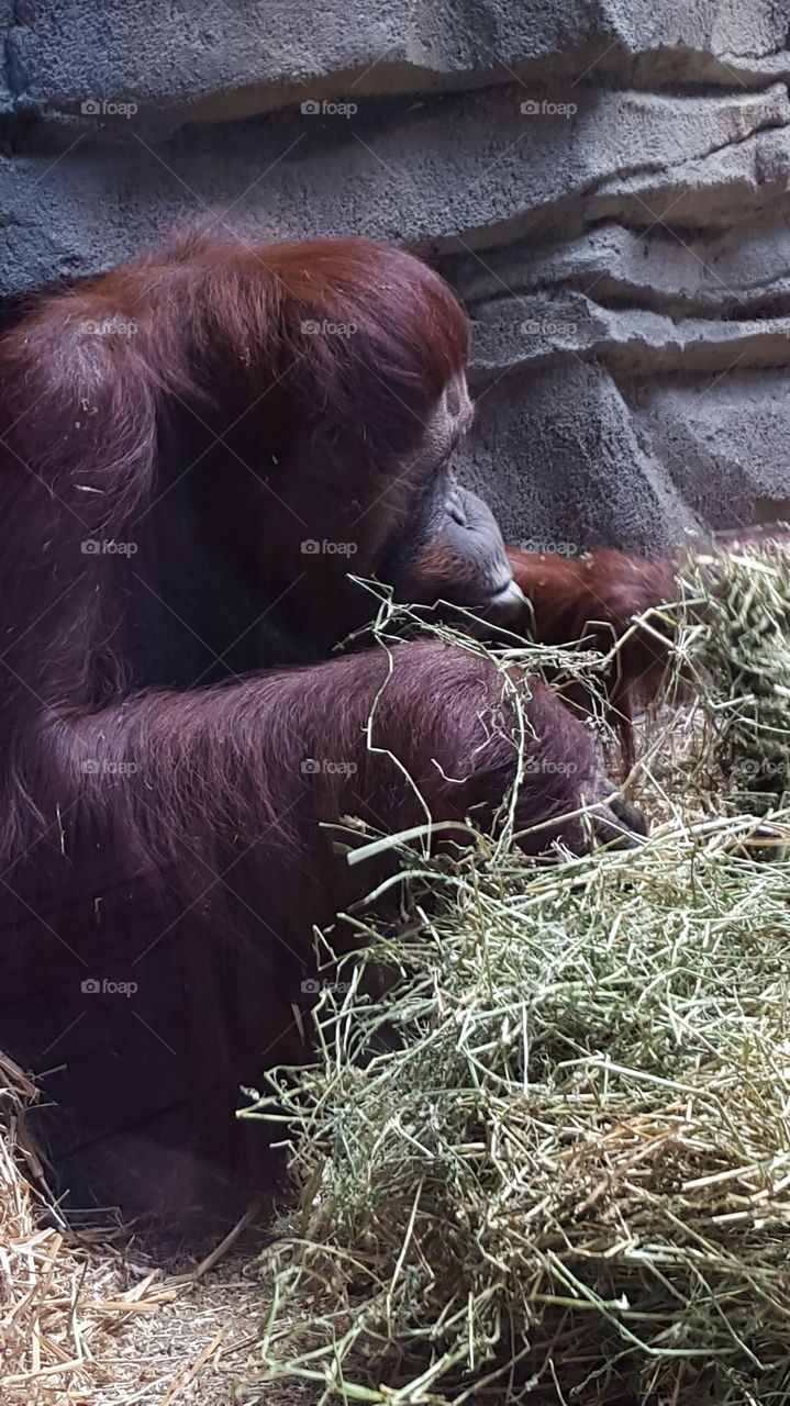 orangutan lunch