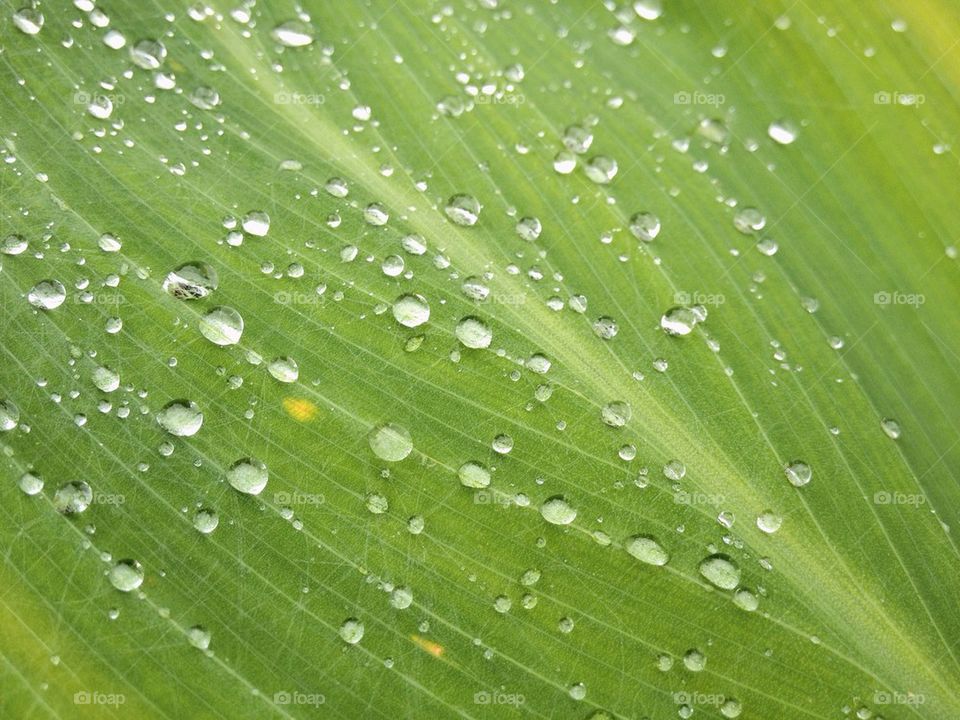 Green leaf with rain droplets