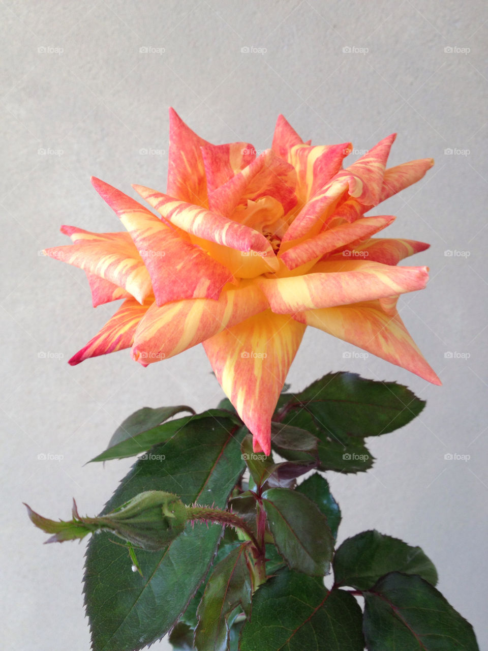 green yellow pink rose by richsanta