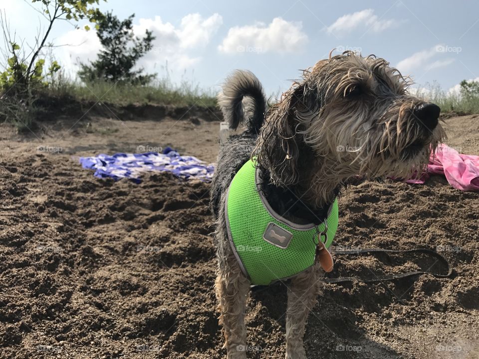 Beach pup