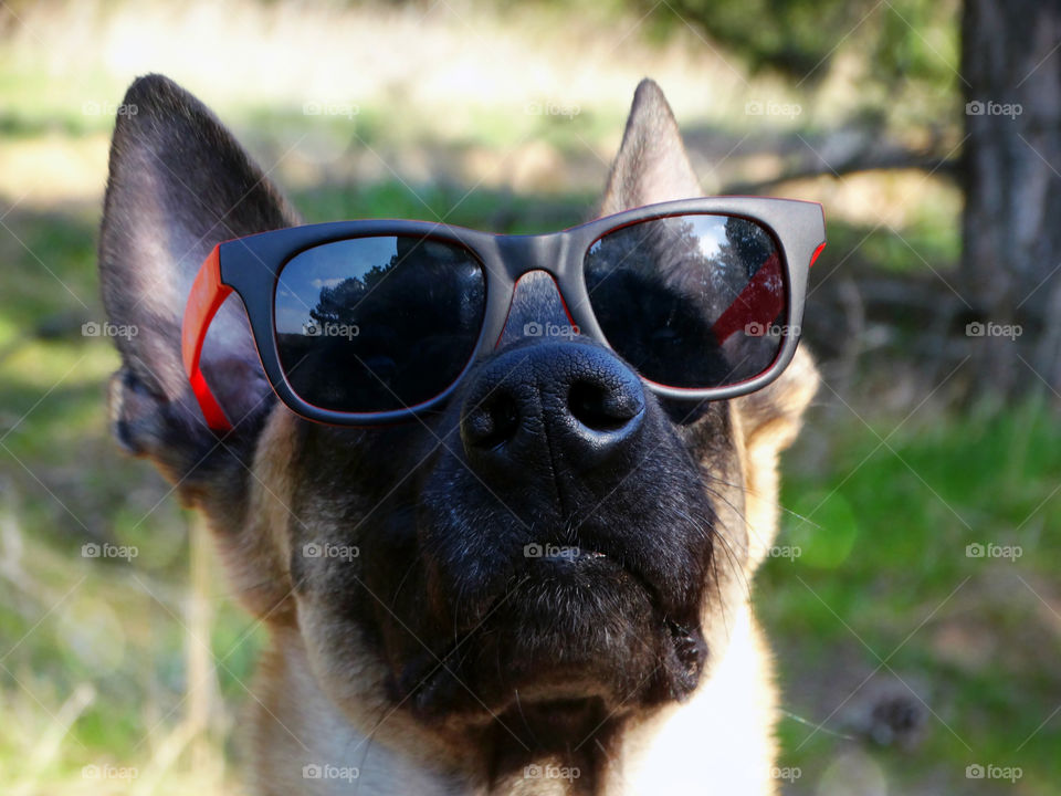 Belgian shepherd malinois dog and spring