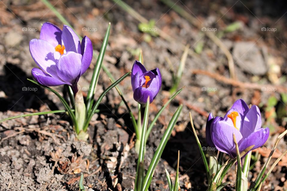 spring crocus