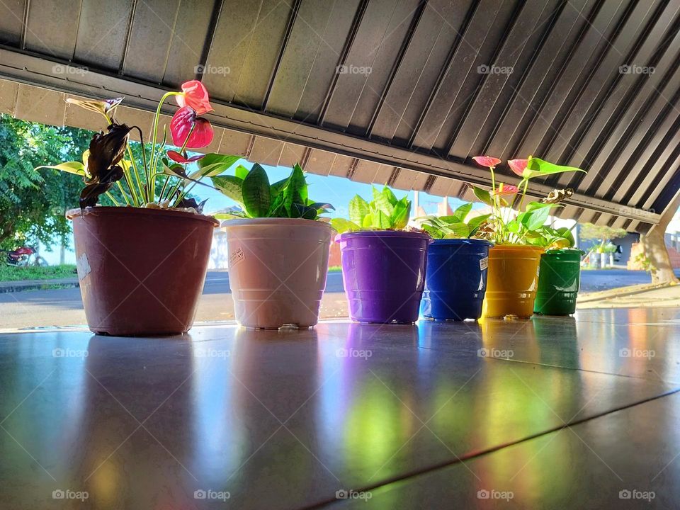 Little plants taking in the morning sun: mini red anthurium and mini sword of São Jorge!