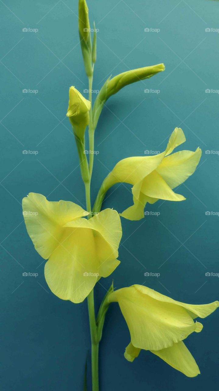 Beautiful yellow flowers over background turquoise.