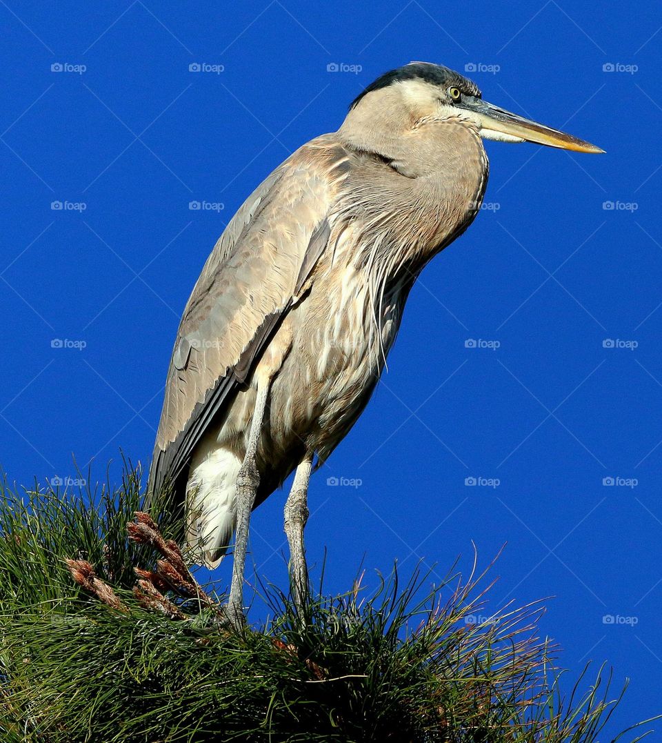 Great Blue Heron on Pine Tree