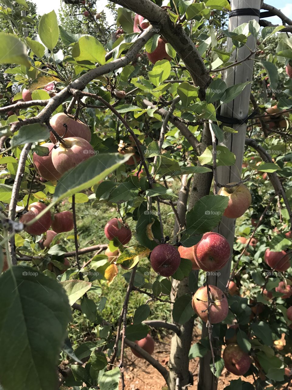 Apples grow on trees