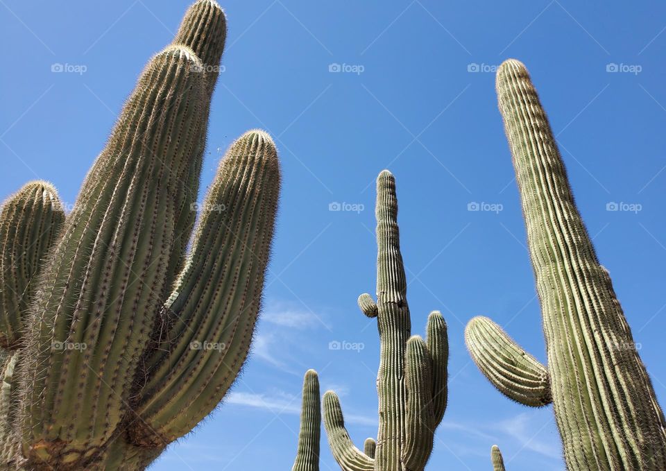 Saguaro Cactus Reaching for the Sky