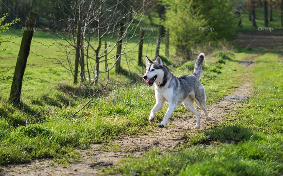 dog runs happily through the farm country.