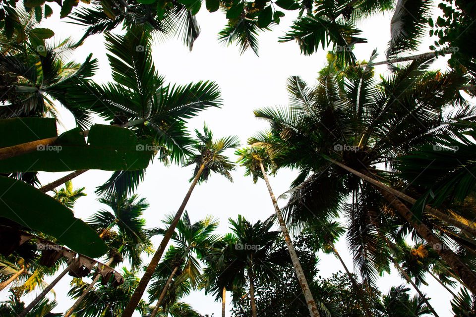 Coconut trees