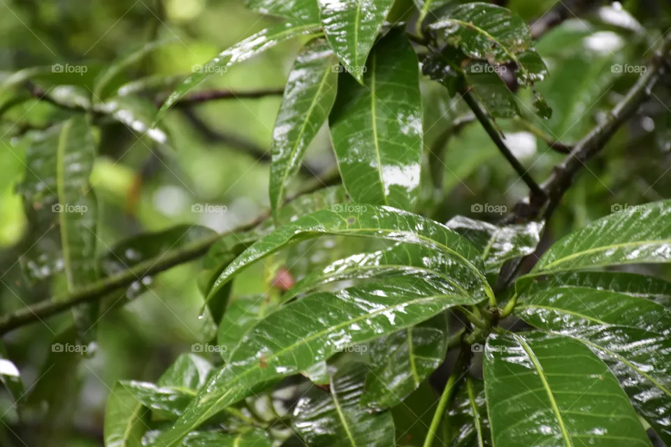 leaves