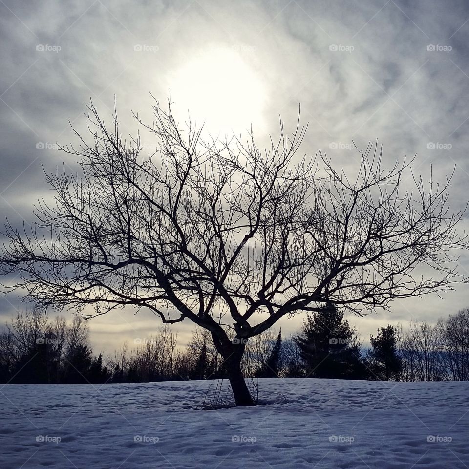 Apple Tree. found this beautiful apple tree the first time I explored my new backyard.