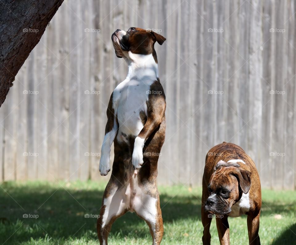 Boxer standing 