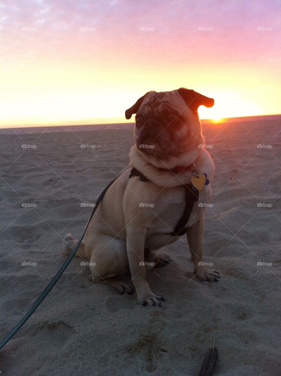 Pug Sunset