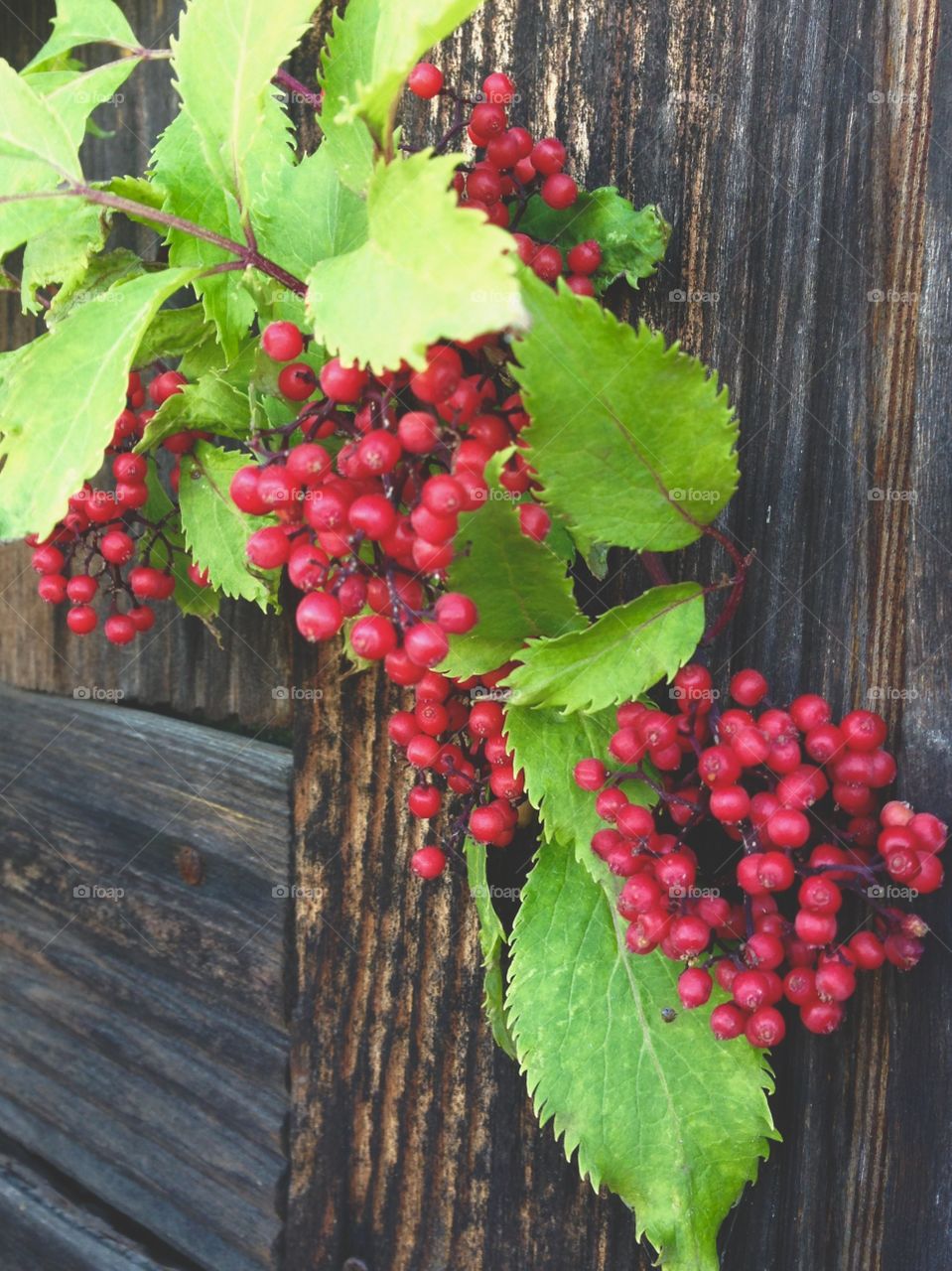 Red berry on bred pattern