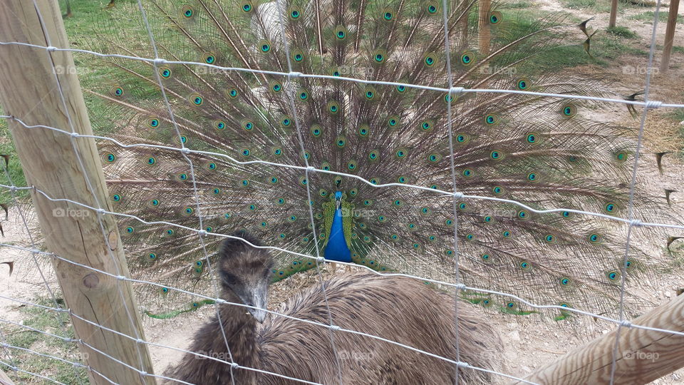 Peacock and emu