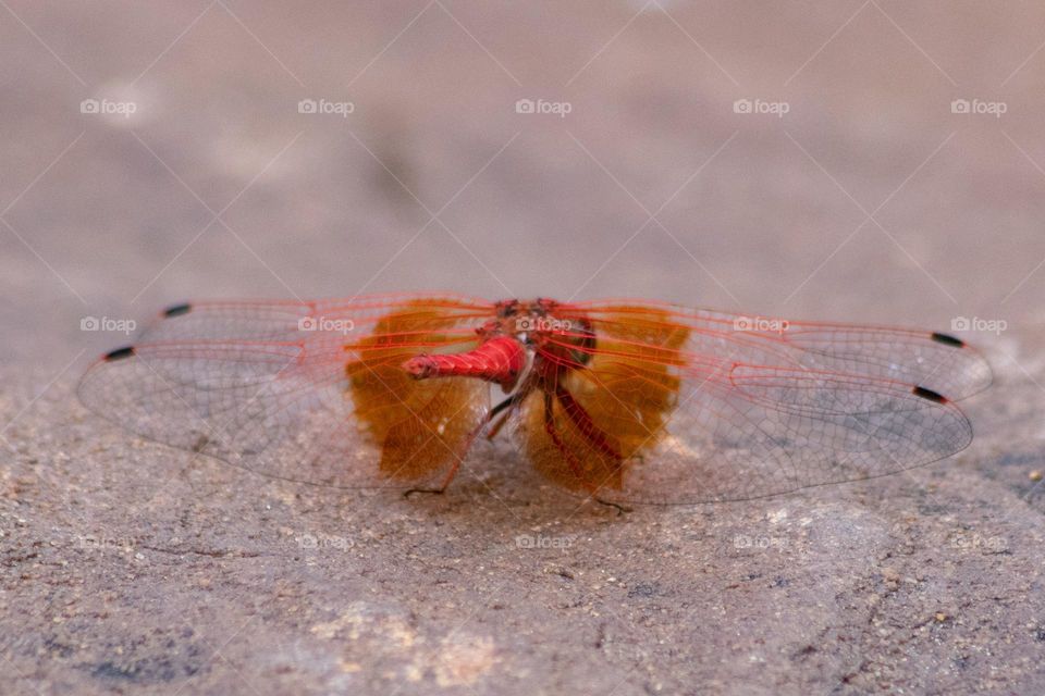 red dragonfly