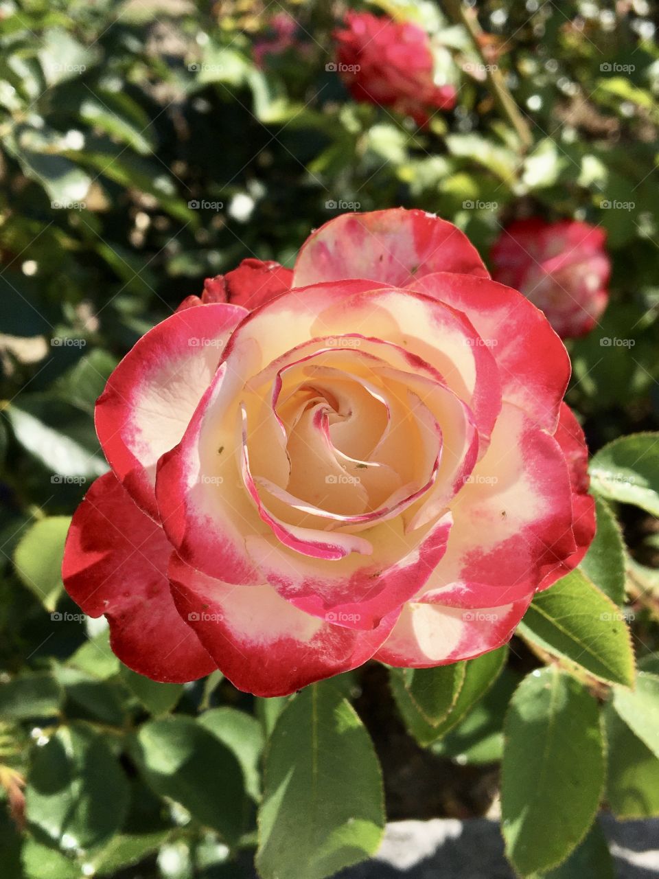 The rose