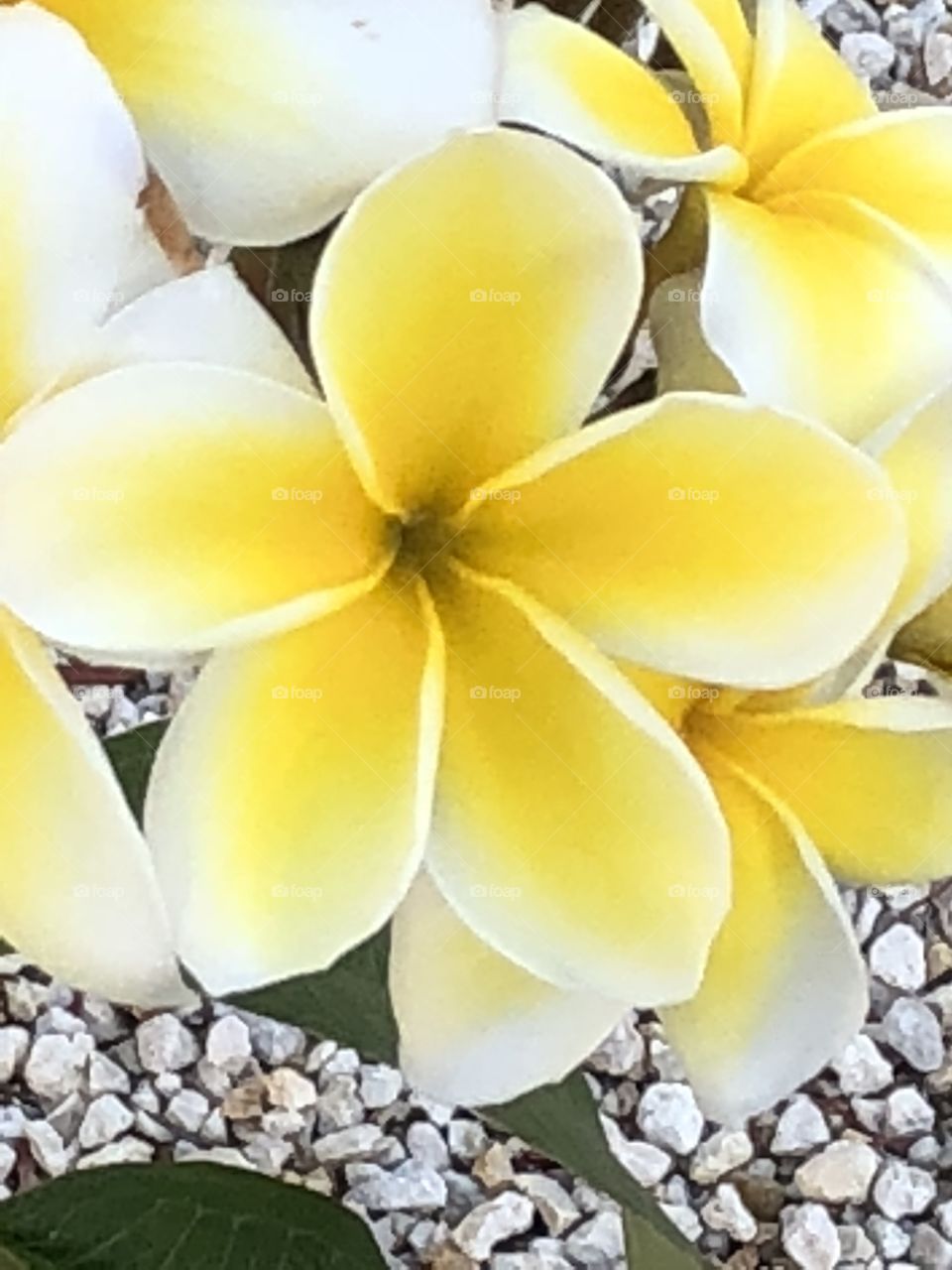 Yellow Plumeria 