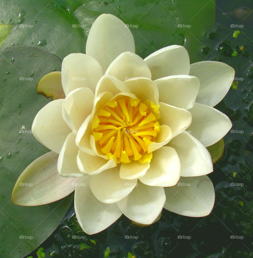 A yellow lotus