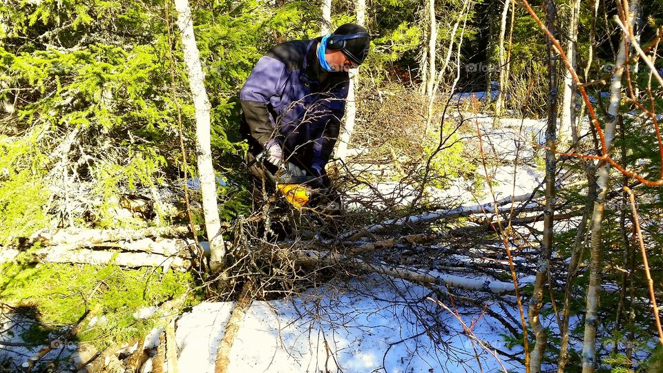 Forest  worker cuts the trees in the forest.