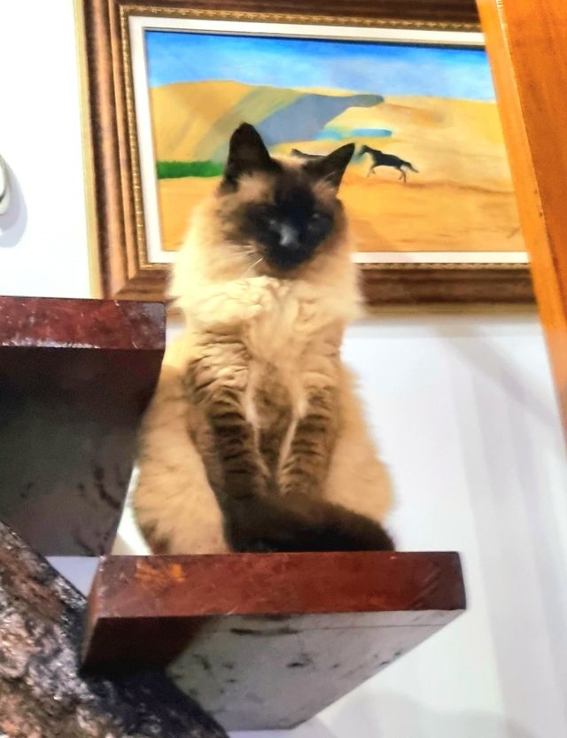 acho que vi um gatinho