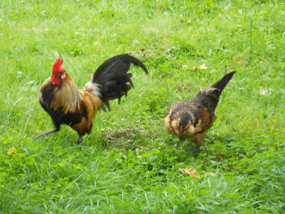 Rooster and hen 