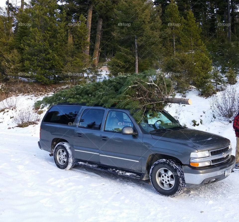 bringing home the tree