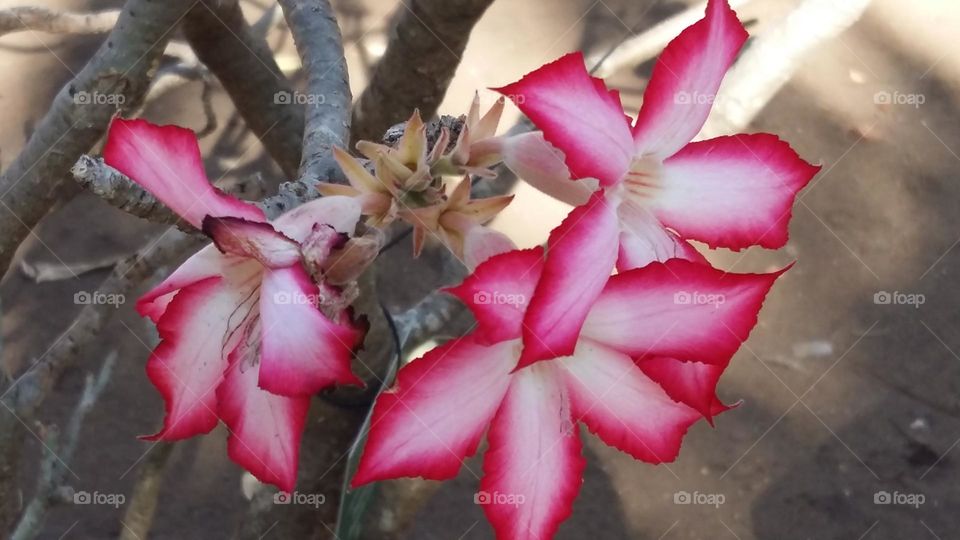 Pink and white impala lillies