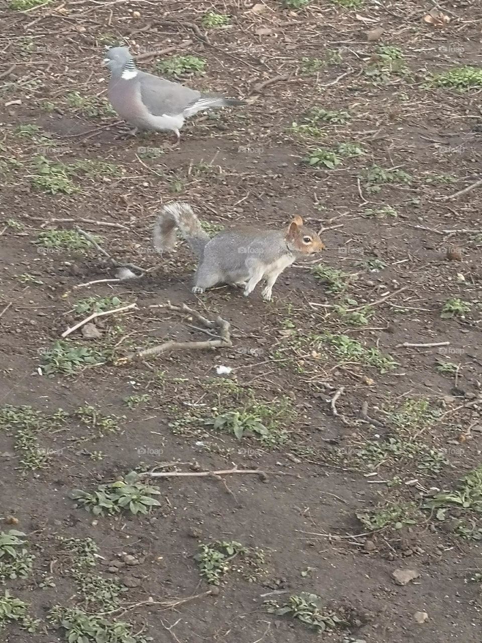 Squirrel run