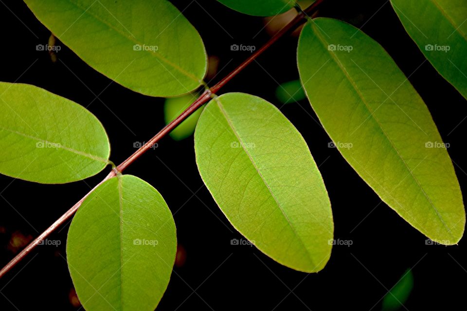 leaves. green leaves