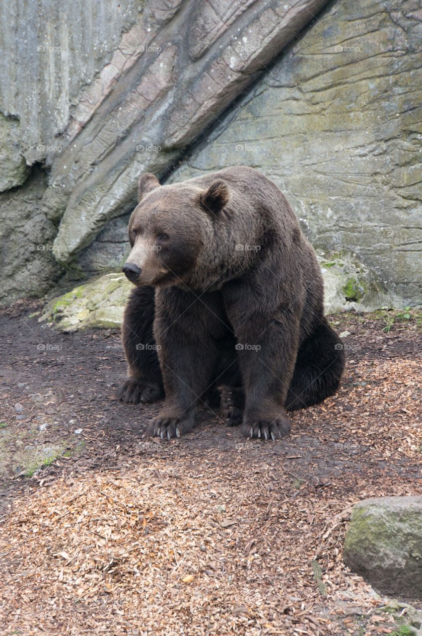 Brown bear 