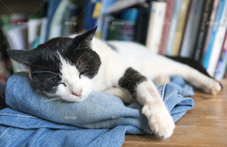 Black and white  cat asleep on bookcase.