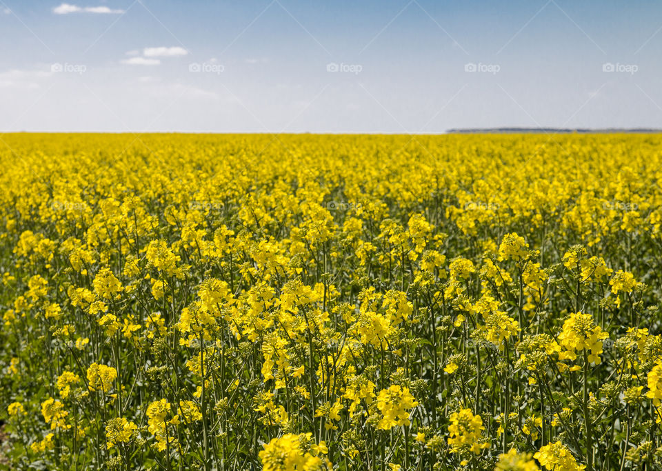 Field of flowers