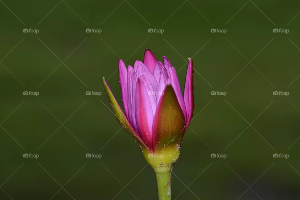 Close up photography of a lotus flower 