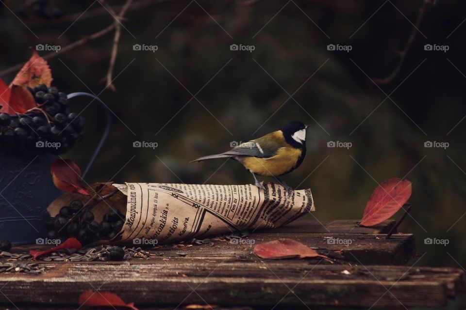 Still life with small bird 