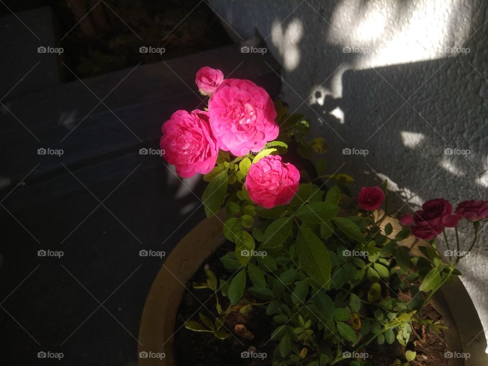 Sunlight on the beautiful pink roses! Looking very charming!