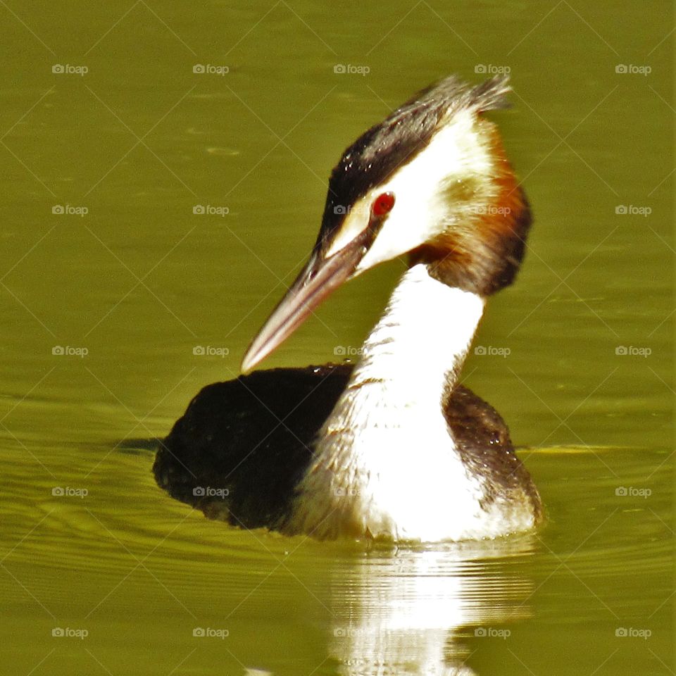 Grebe