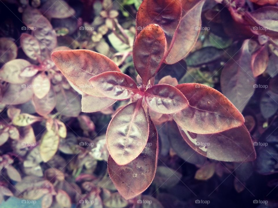 beautiful plant blur photo edit.