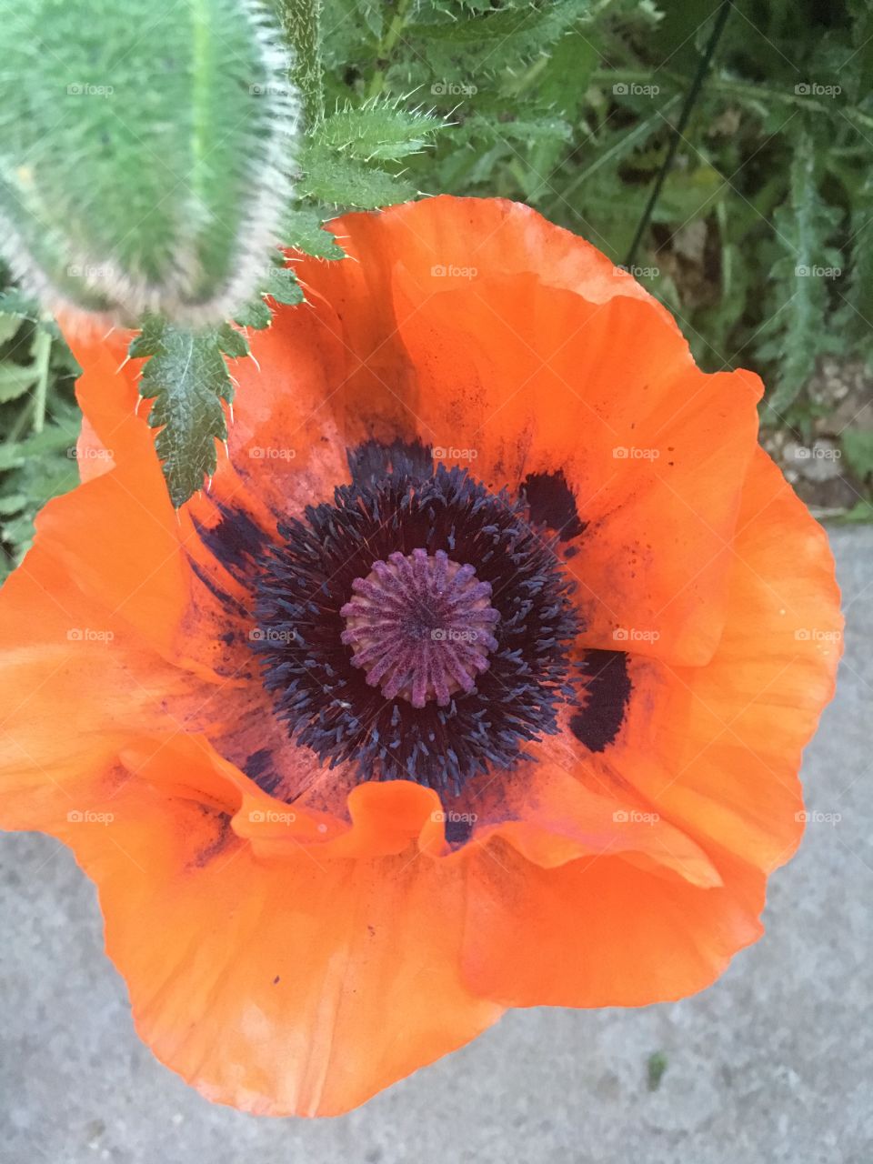 Poppy