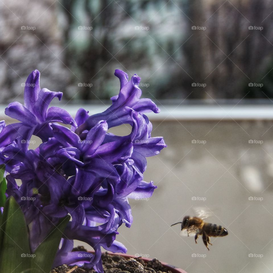 Flower and bee