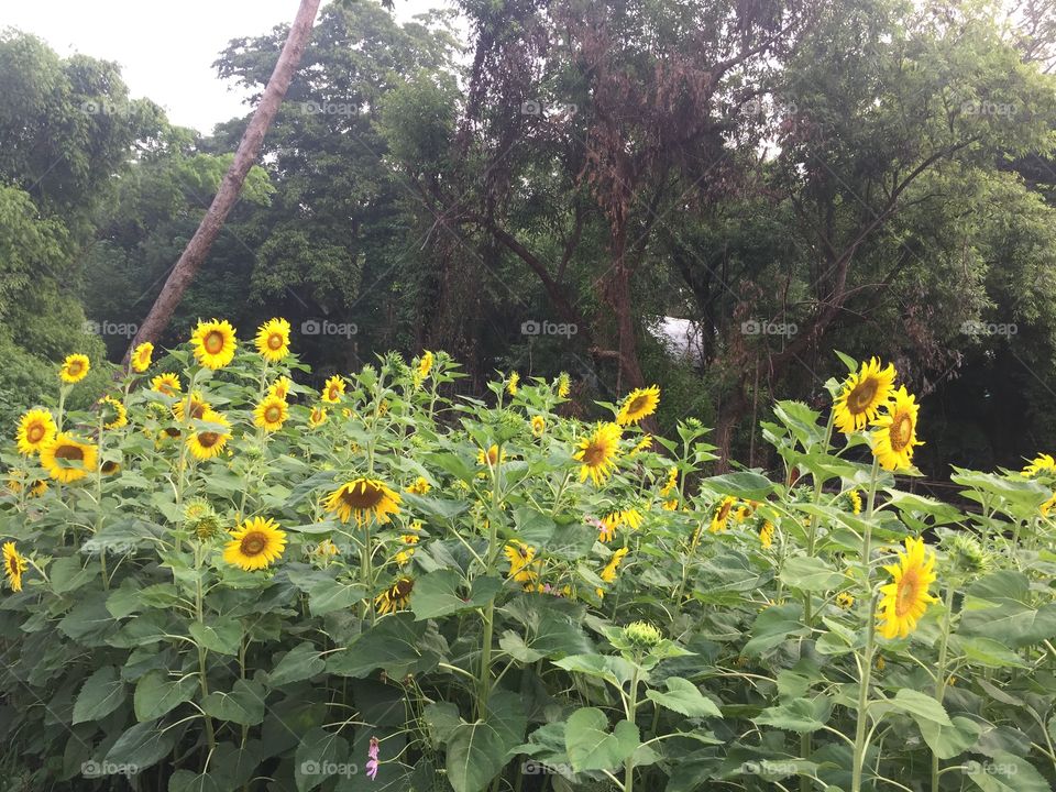 Flower, Sunflower, Nature, No Person, Summer