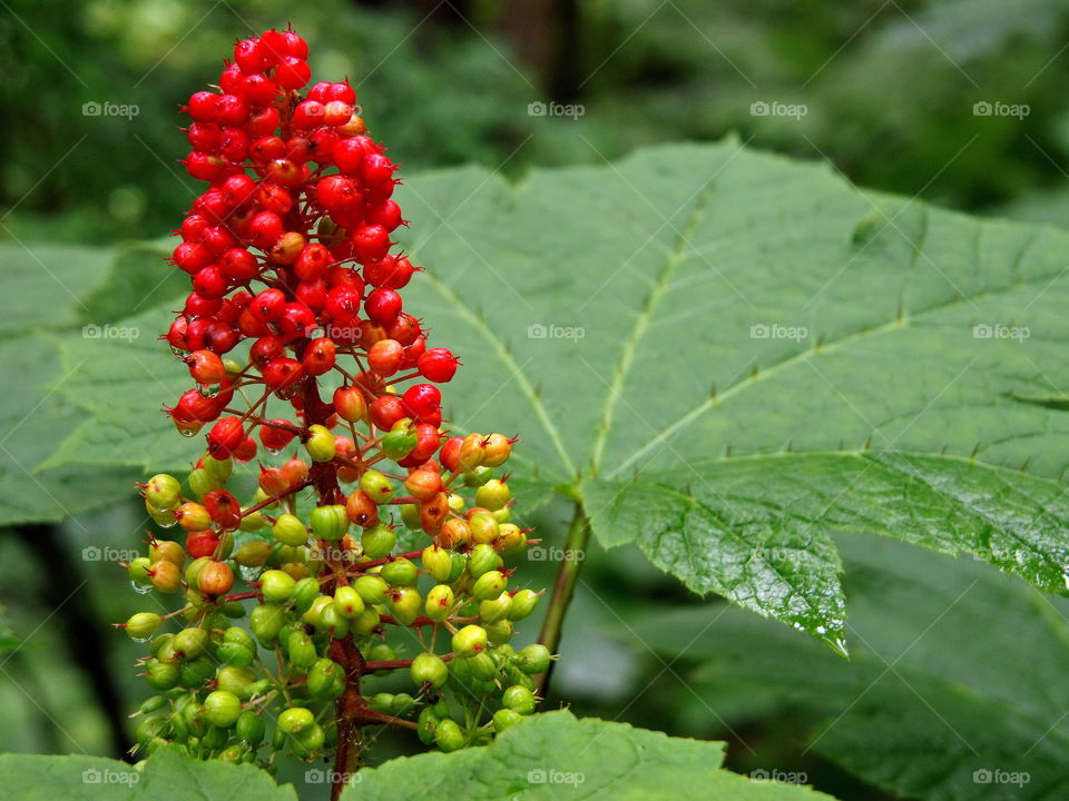 A beautiful stalk of res and green berries with huge leaves in the forests of Western Oregon 