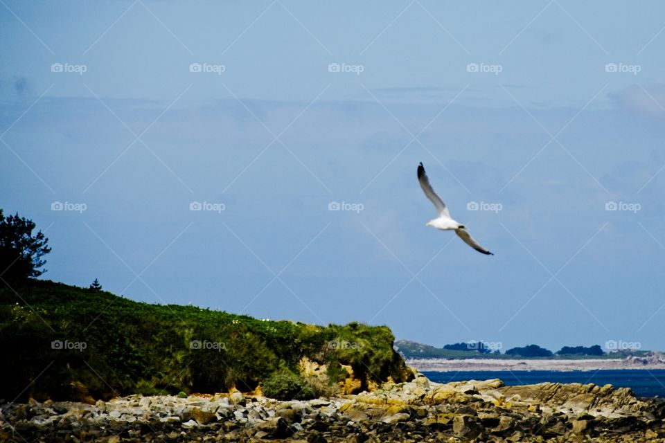 seagull in flight