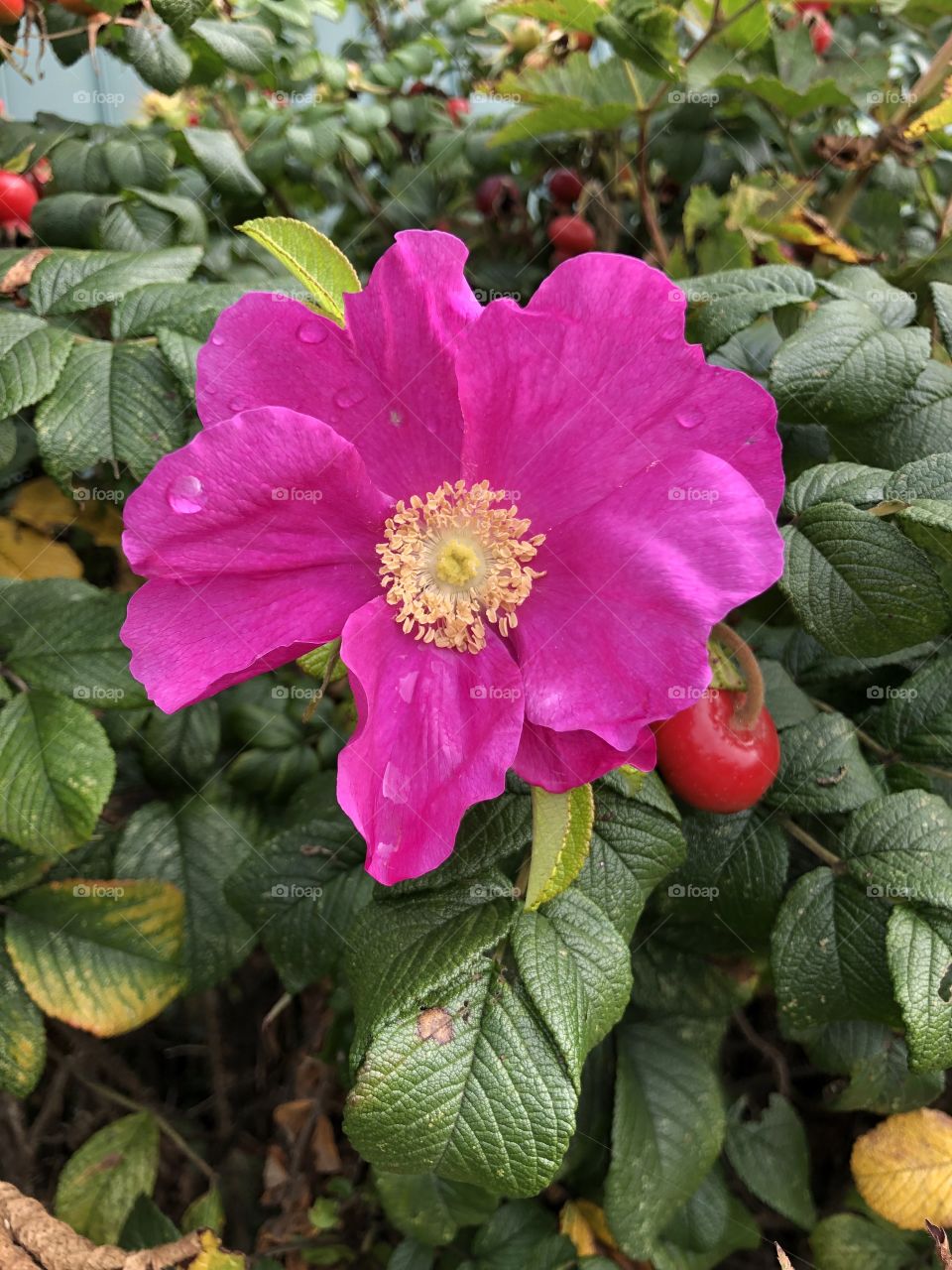 Flower at the Grateful Bread